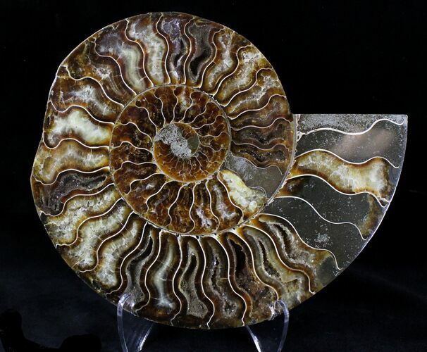 Bargain Cut Ammonite Fossil (Half) - Agatized #21593